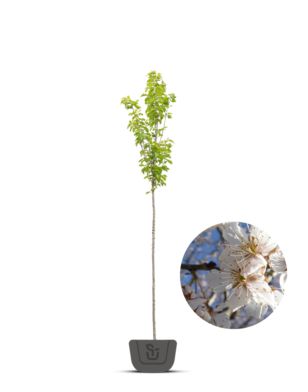 Witte sierkers | Prunus 'Colt'