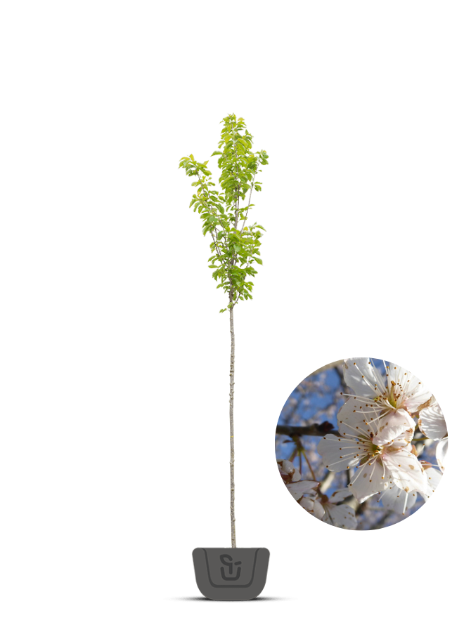 Witte sierkers | Prunus 'Colt'