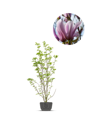 Beverboom | Magnolia soulangeana Heaven Scent