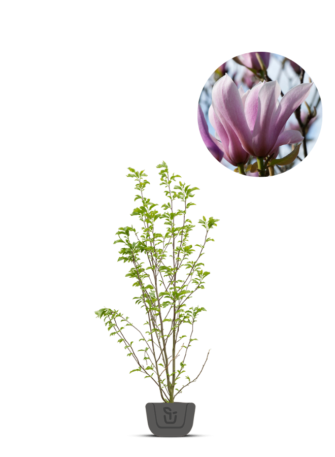 Beverboom | Magnolia soulangeana Heaven Scent