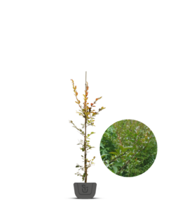 Indische Sering | Lagerstroemia Lipan