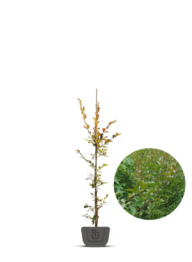 Indische Sering | Lagerstroemia Lipan