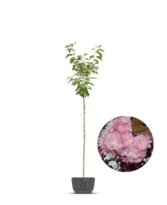 Japanse sierkers | Prunus ser. Kanzan