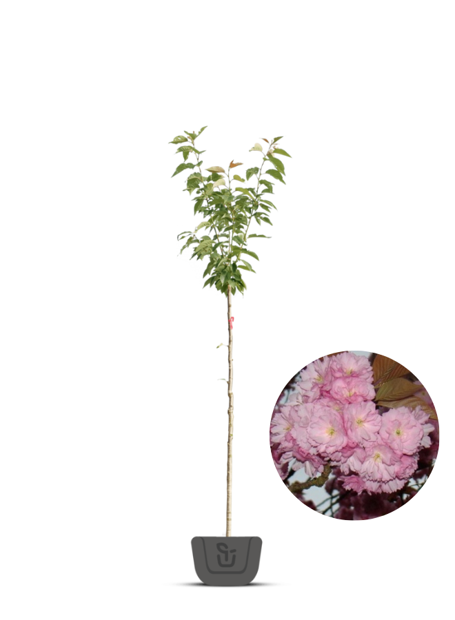 Japanse sierkers | Prunus ser. Kanzan