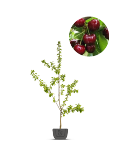 Kersenboom | Prunus avium Bigarreau Burlat
