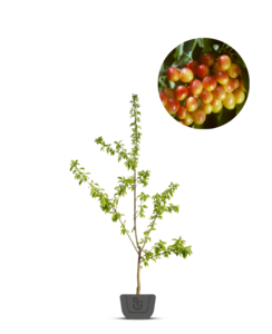 Kersenboom | Prunus avium Bigarreau Napoleon
