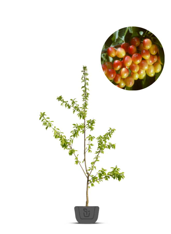 Kersenboom | Prunus avium Bigarreau Napoleon