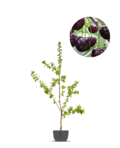 Kersenboom | Prunus avium Kordia