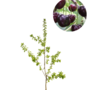 Kersenboom | Prunus avium Kordia