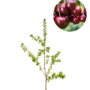 Kersenboom | Prunus avium Lapins