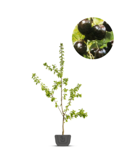 Kersenboom | Prunus avium Regina