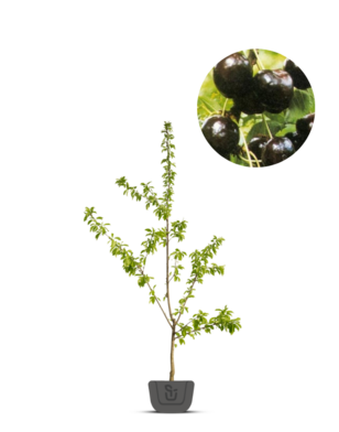 Kersenboom | Prunus avium Regina