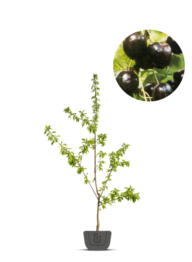 Kersenboom | Prunus avium Regina