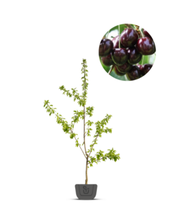 Kersenboom | Prunus avium Schneider Spate Knorpelkirsch