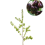 Kersenboom | Prunus avium Schneider Spate Knorpelkirsch