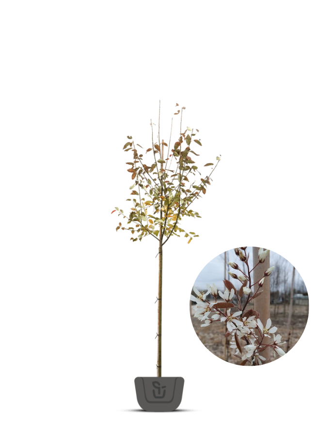 Krentenboom | Amelanchier arborea Robin Hill