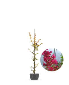 Lagerstroemia indica Red Imperator