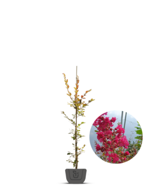 Lagerstroemia indica Red Imperator