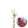 Lagerstroemia indica Red Imperator