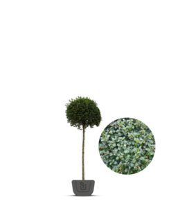 Liguster op stam | Ligustrum Delavayanum