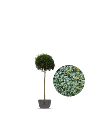 Liguster op stam | Ligustrum Delavayanum