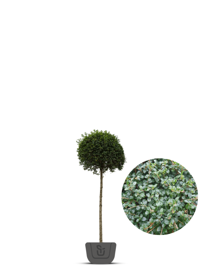 Liguster op stam | Ligustrum Delavayanum