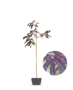 Perzische slaapboom |  Albizia jul. Summer Chocolate