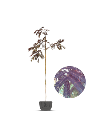 Perzische slaapboom |  Albizia jul. Summer Chocolate