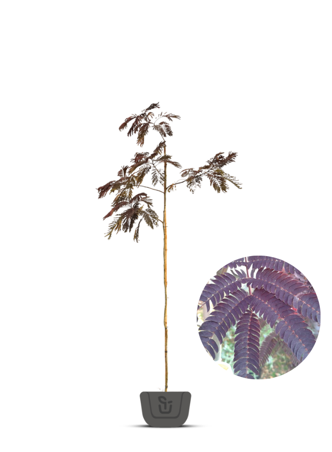 Perzische slaapboom |  Albizia jul. Summer Chocolate