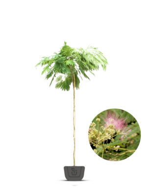 Perzische slaapboom | Albizia julibrissin Ombrella