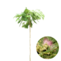 Perzische slaapboom | Albizia julibrissin Ombrella