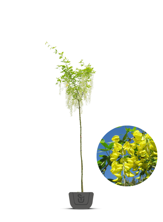 Gouden regen | Laburnum watereri Vossi