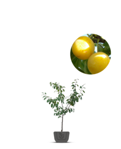 Pruimenboom | Prunus domestica Mirabelle de Nancy