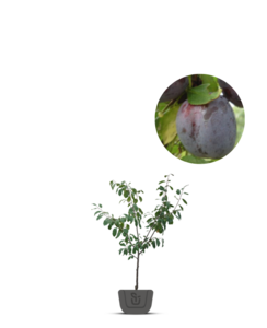 Pruimenboom | Prunus domestica Opal
