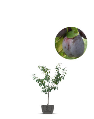 Pruimenboom | Prunus domestica Opal