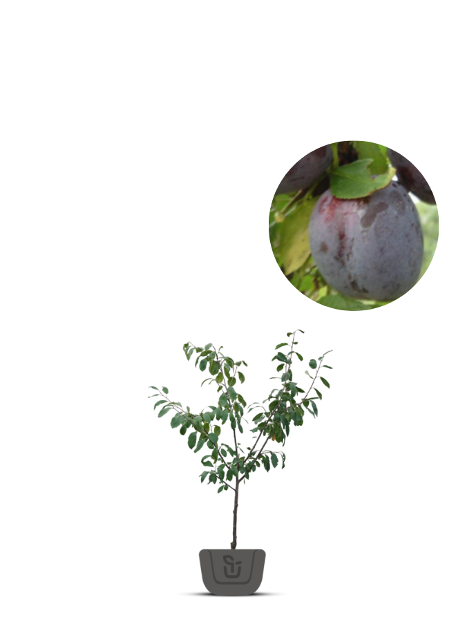 Pruimenboom | Prunus domestica Opal