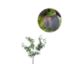 Pruimenboom | Prunus domestica Opal