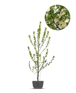 Zakdoekjesboom | Davidia involucrata