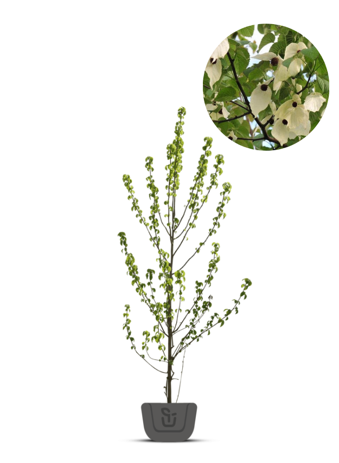 Zakdoekjesboom | Davidia involucrata