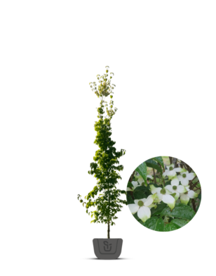 Kornoelje | Cornus kousa