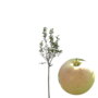 Appelboom | Malus domestica Golden Delicious