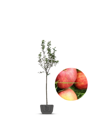 Appelboom | Malus domestica Gravensteiner