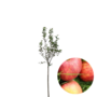 Appelboom | Malus domestica Gravensteiner