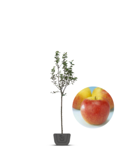 Appelboom | Malus domestica Jonagold