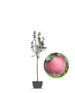 Appelboom | Malus domestica Lobo