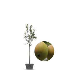 Appelboom | Malus domestica Luntersche Pippeling