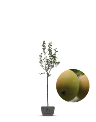 Appelboom | Malus domestica Luntersche Pippeling