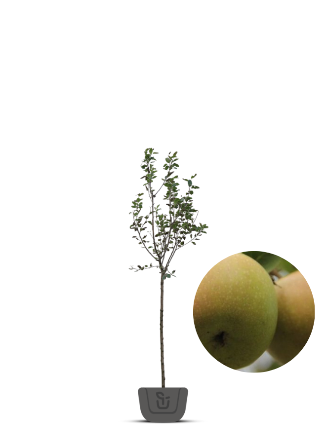 Appelboom | Malus domestica Lunterse Pippeling