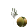 Appelboom | Malus domestica Luntersche Pippeling