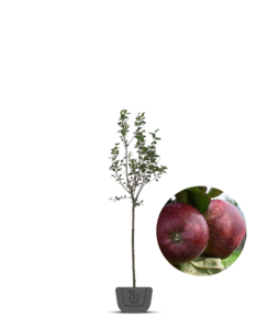 Appelboom | Malus domestica Spartan